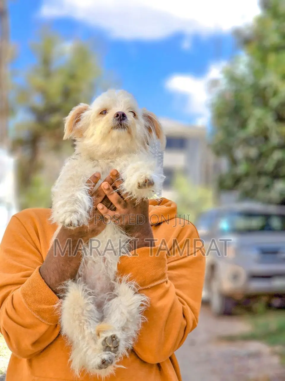 1-3 months Female Purebred Maltese