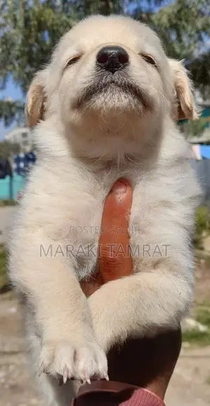 Photo - 1-3 months Female Purebred Maltese