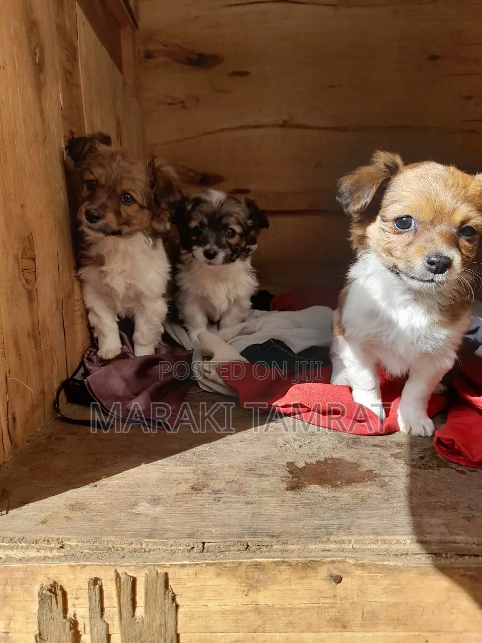 1-3 months Female Purebred Maltese
