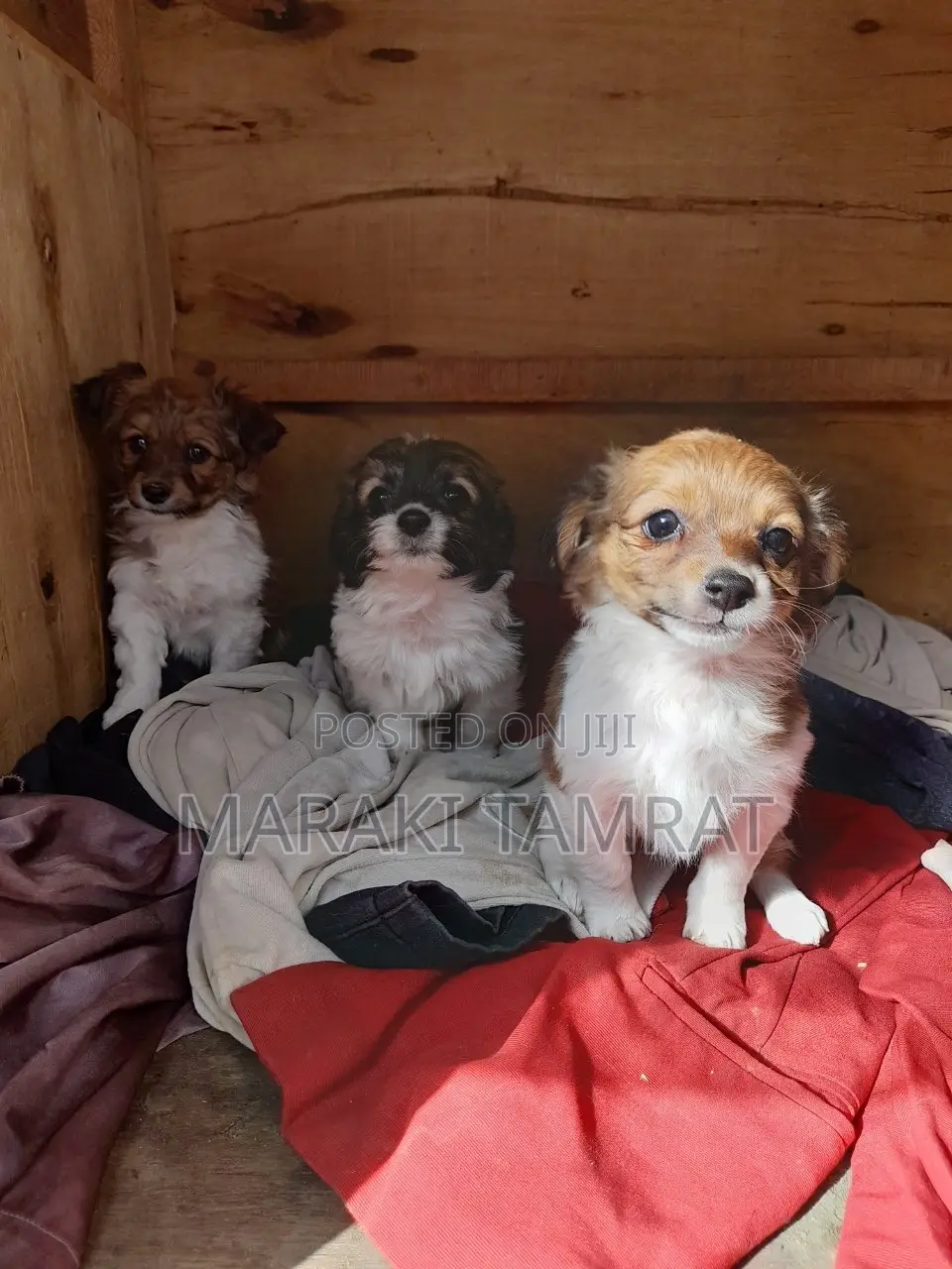 1-3 months Female Purebred Maltese