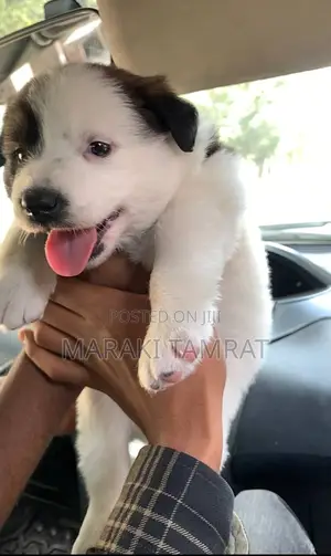 Photo - 1-3 months Female Purebred Maltese