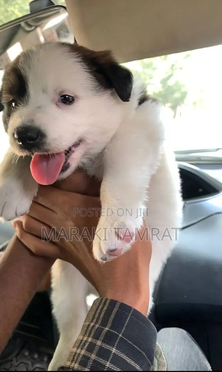 1-3 months Female Purebred Maltese