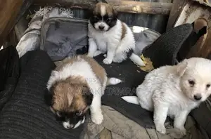 Photo - 1-3 months Female Purebred Maltese