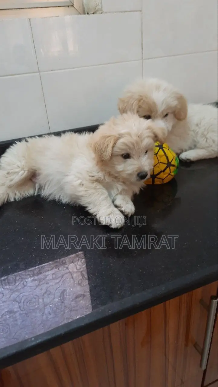 1-3 months Female Purebred Maltese