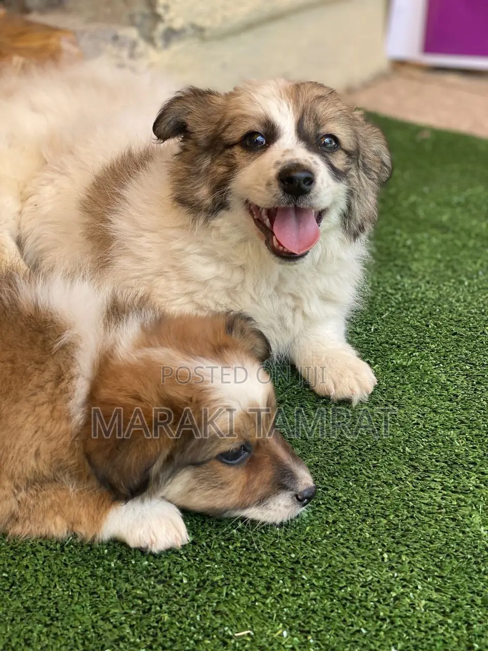 1-3 months Male Purebred Maltese