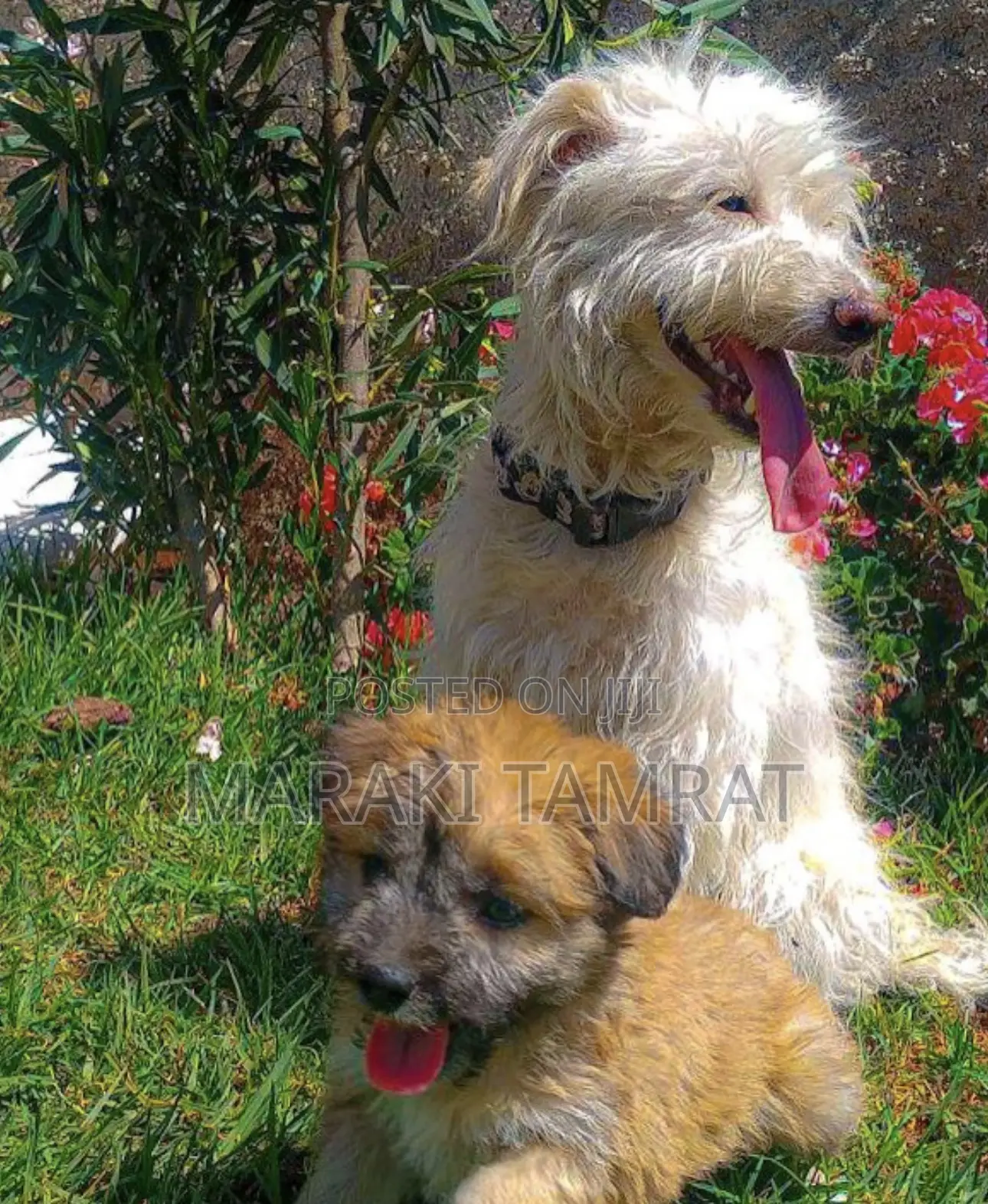 1-3 months Male Purebred Maltese