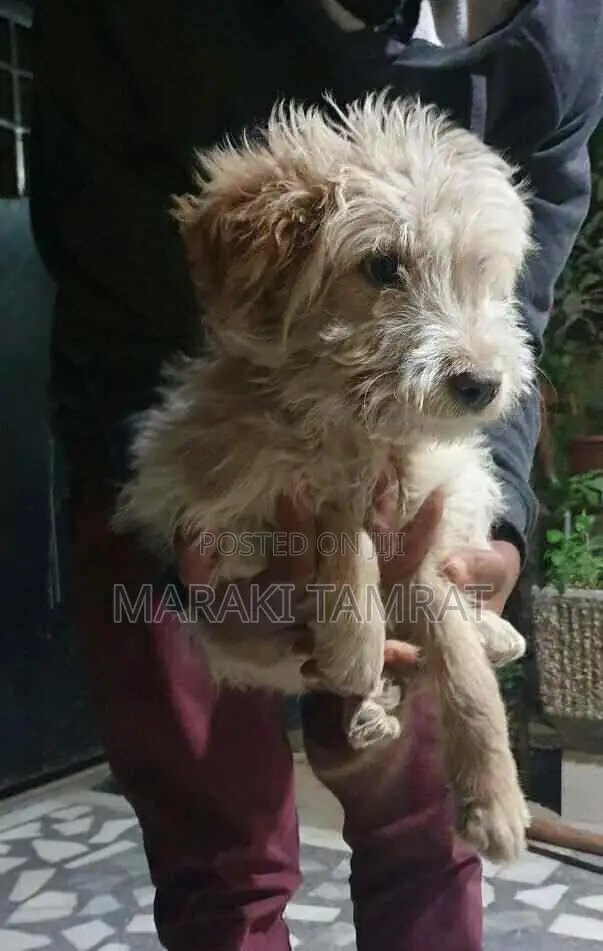 1-3 months Male Purebred Maltese