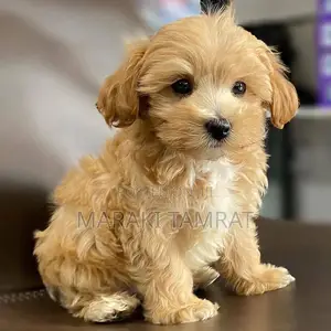 Photo - 1-3 months Female Purebred Maltese