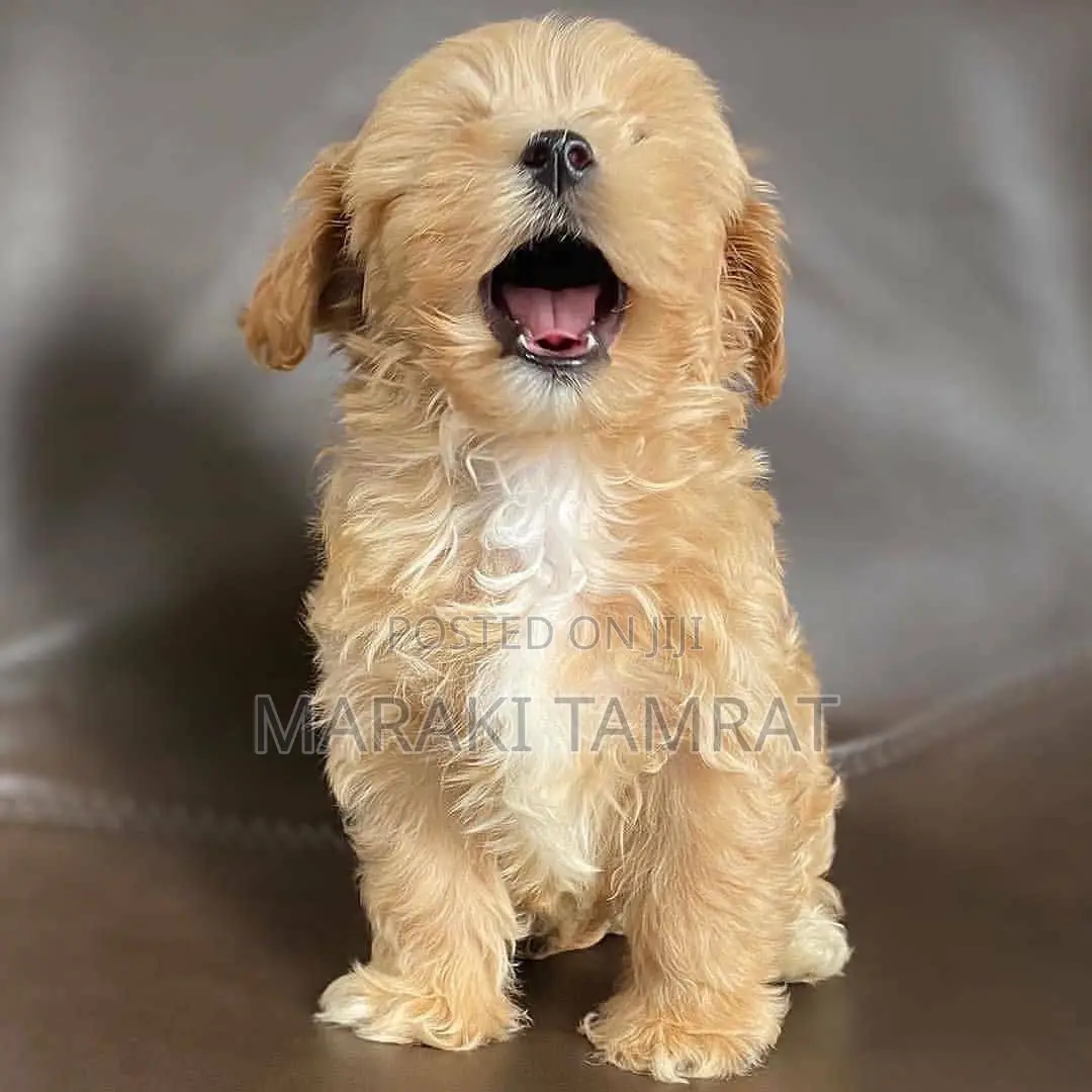 1-3 months Female Purebred Maltese