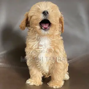 Photo - 1-3 months Female Purebred Maltese