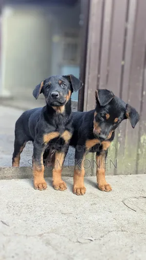 1-3 months Male Mixed Breed Doberman Pinscher