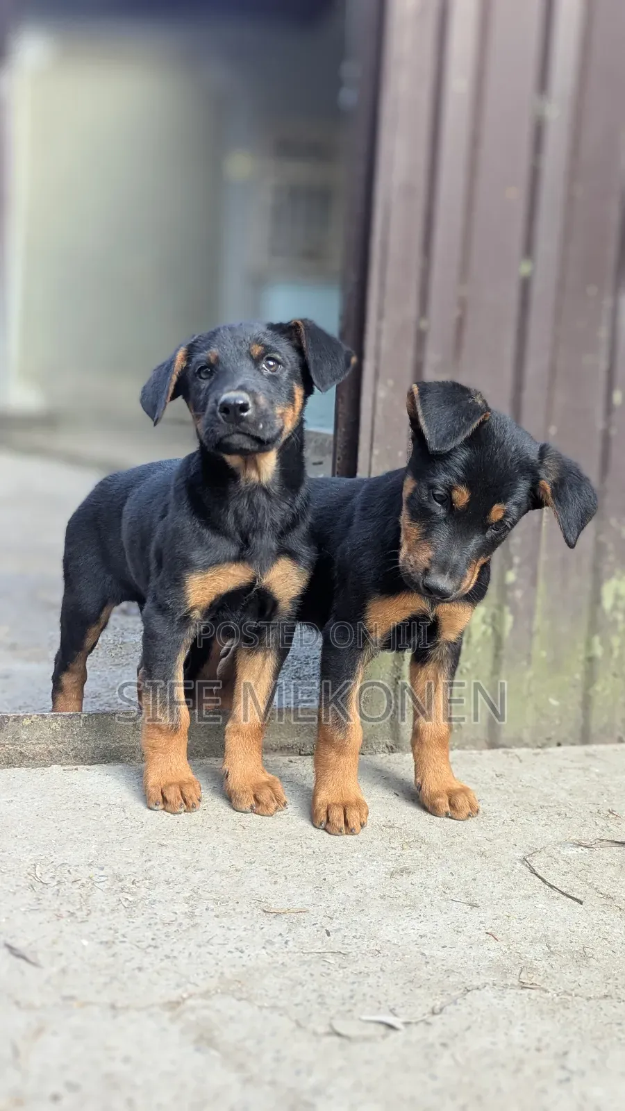 1-3 months Male Mixed Breed Doberman Pinscher