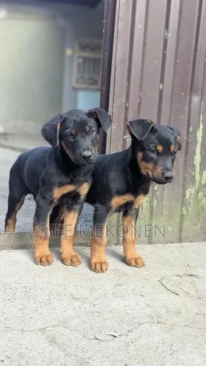 Photo - 1-3 months Male Mixed Breed Doberman Pinscher