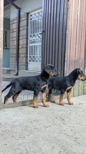 Photo - 1-3 months Male Mixed Breed Doberman Pinscher