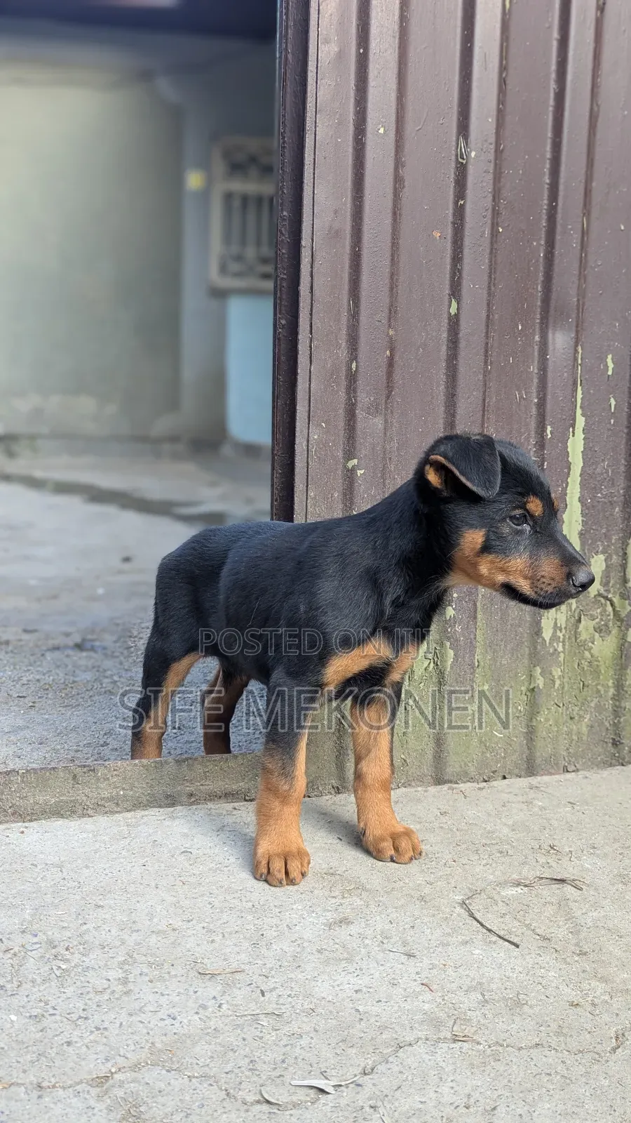 1-3 months Male Mixed Breed German Shepherd