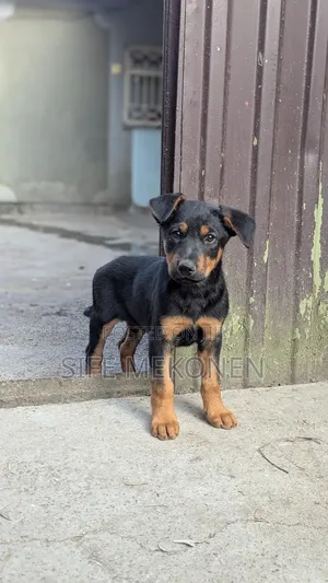 Photo - 1-3 months Male Mixed Breed German Shepherd