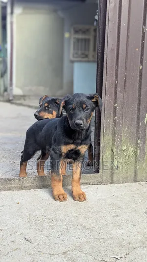 Photo - 1-3 months Male Purebred Doberman Pinscher