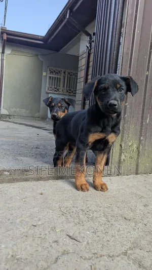 1-3 months Male Purebred Doberman Pinscher