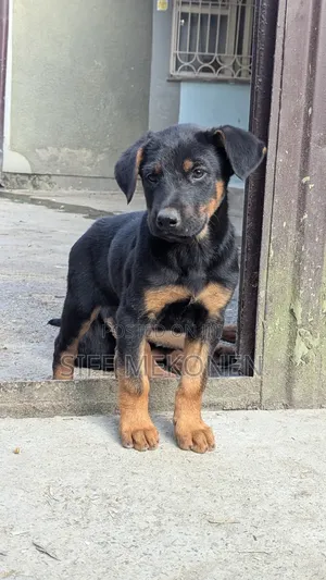 1-3 months Male Purebred Doberman Pinscher