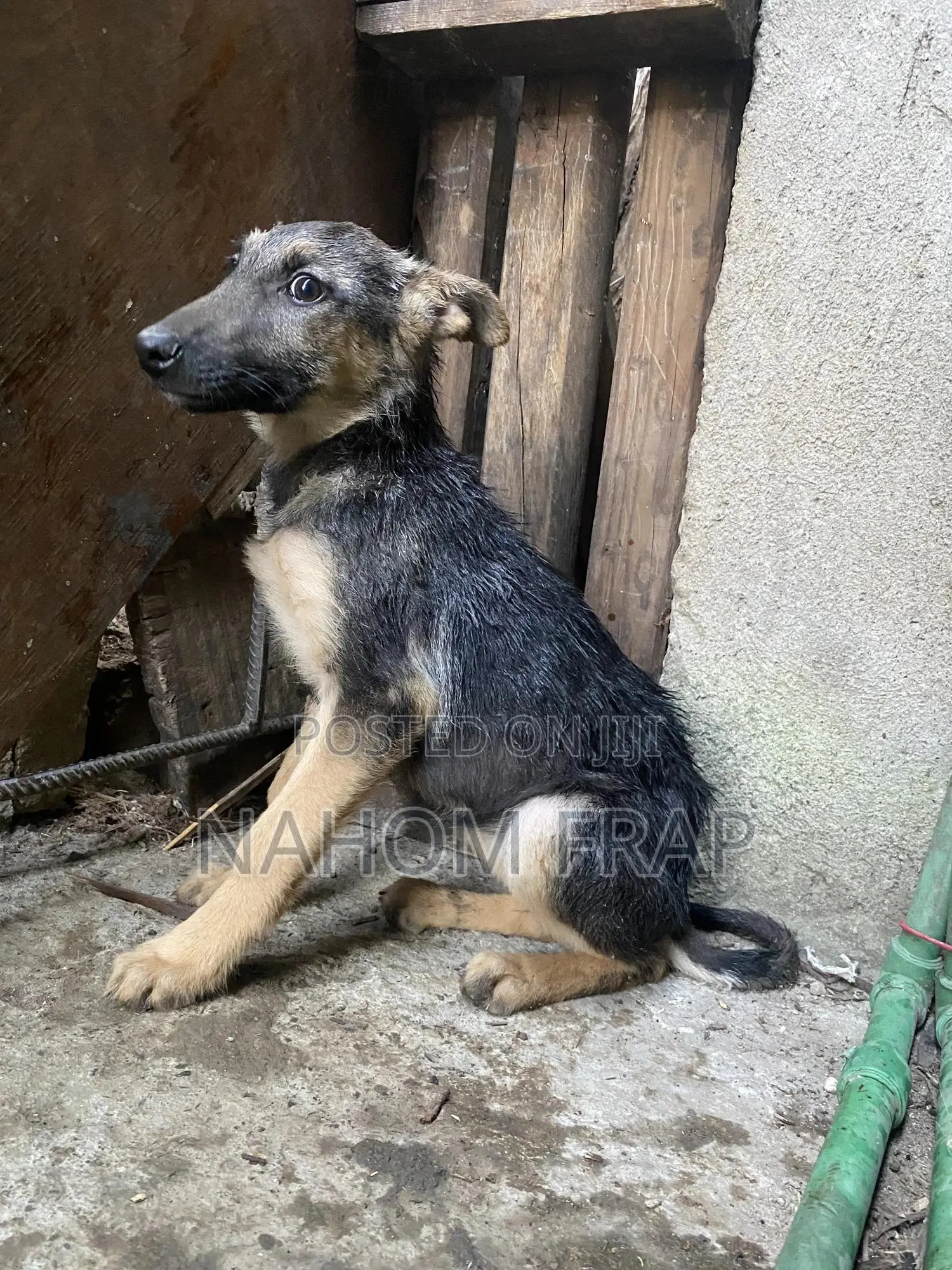 1-3 months Female Purebred German Shepherd