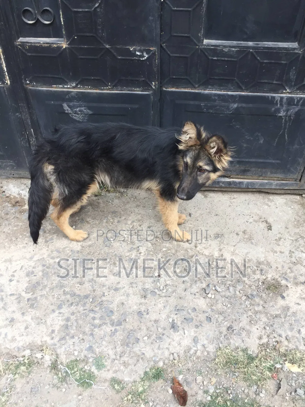 1-3 months Male Purebred German Shepherd