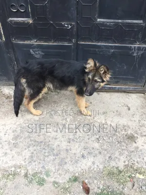 1-3 months Male Purebred German Shepherd