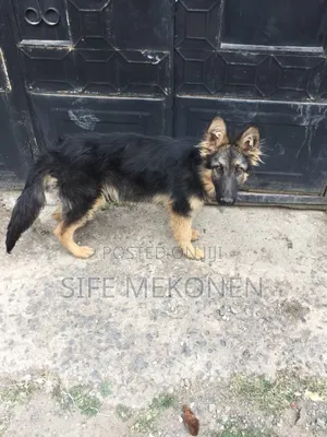 Photo - 1-3 months Male Purebred German Shepherd