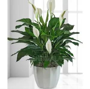Photo - Lily Plant