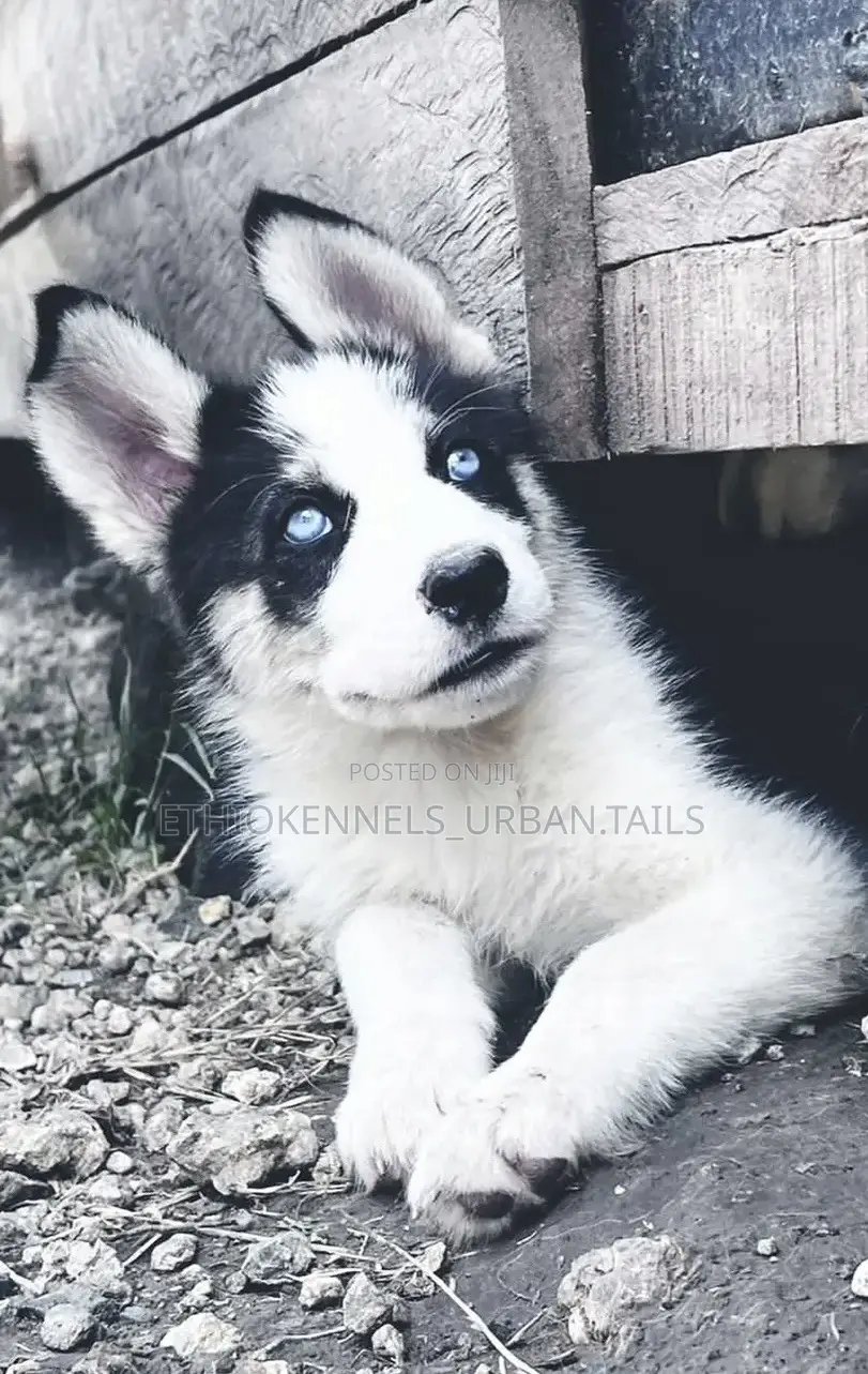 1-3 months Female Purebred Siberian Husky