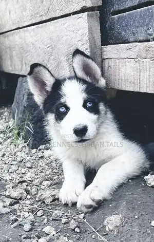 1-3 months Female Purebred Siberian Husky