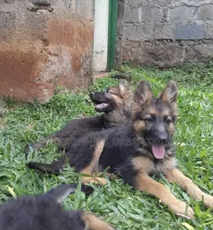 Photo - 1-3 months Female Purebred German Shepherd