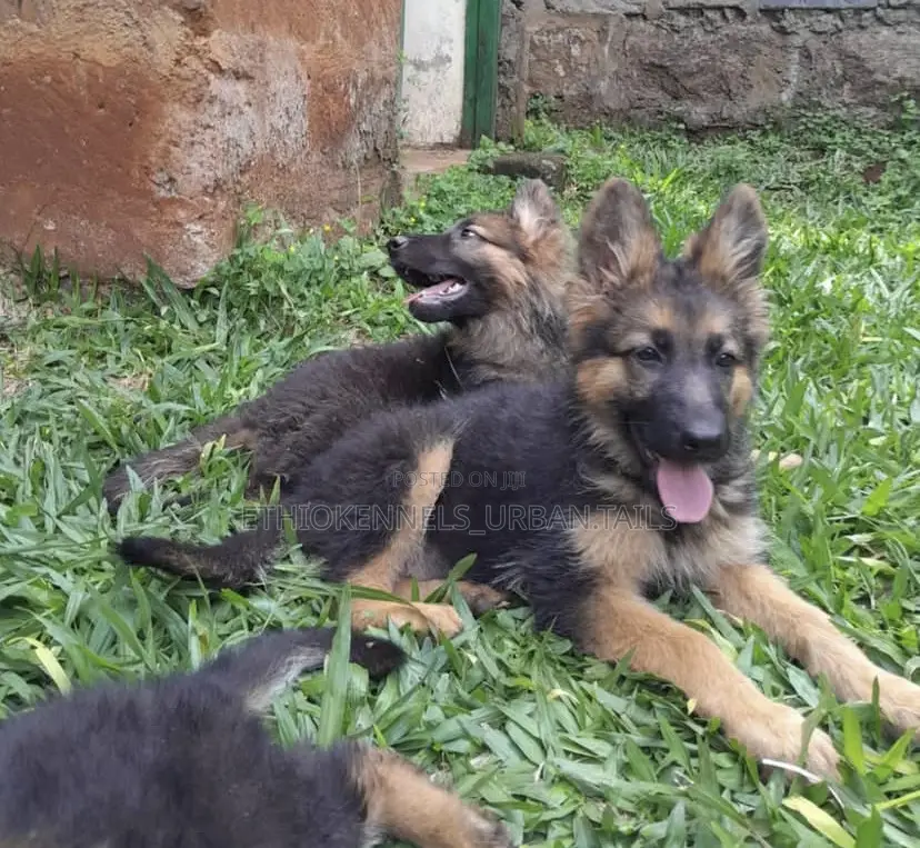 1-3 months Female Purebred German Shepherd