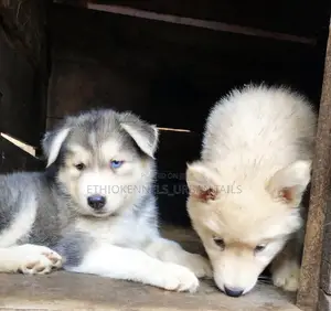 Photo - 1-3 months Male Purebred Siberian Husky