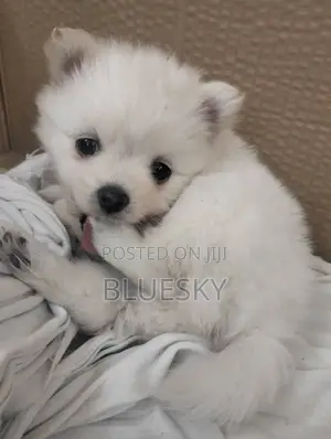 Photo - 1-3 months Female Purebred Pomeranian