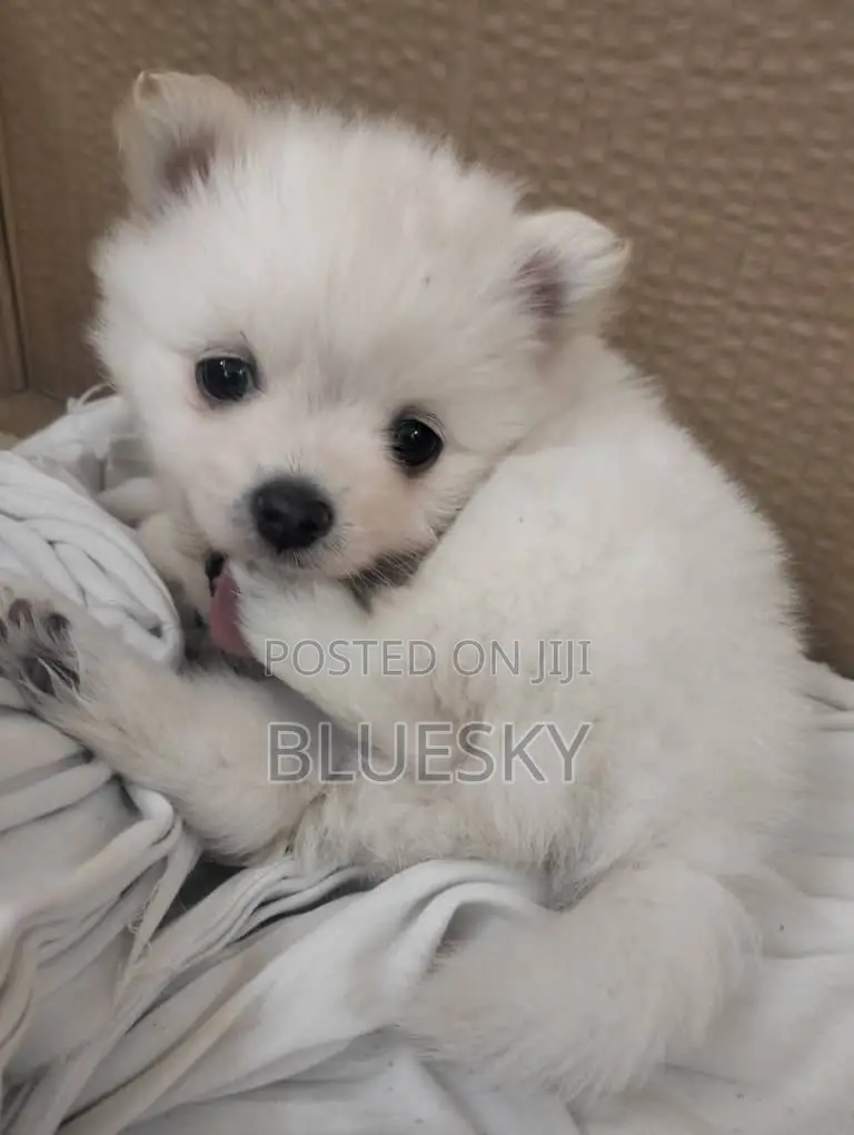 1-3 months Female Purebred Pomeranian