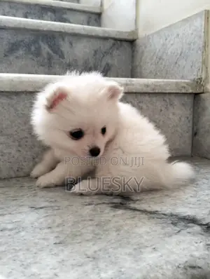 1-3 months Female Purebred Pomeranian