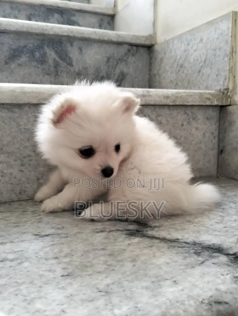 1-3 months Female Purebred Pomeranian