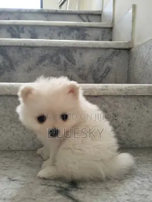 1-3 months Female Purebred Pomeranian