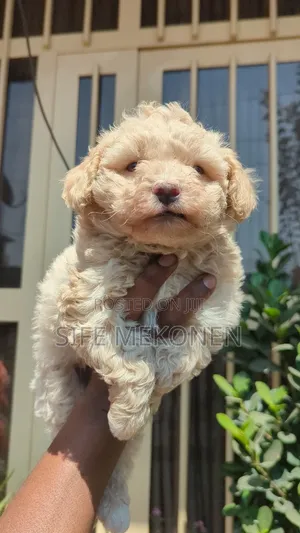 Photo - 1-3 months Male Purebred Maltese