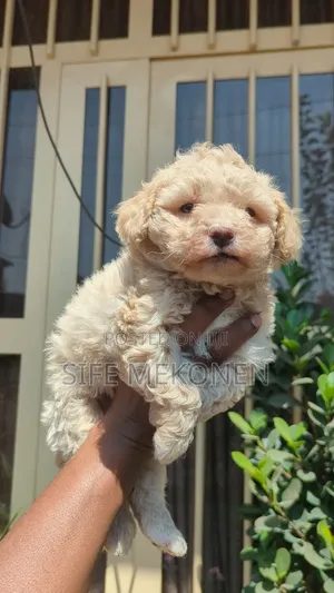 1-3 months Male Purebred Maltese