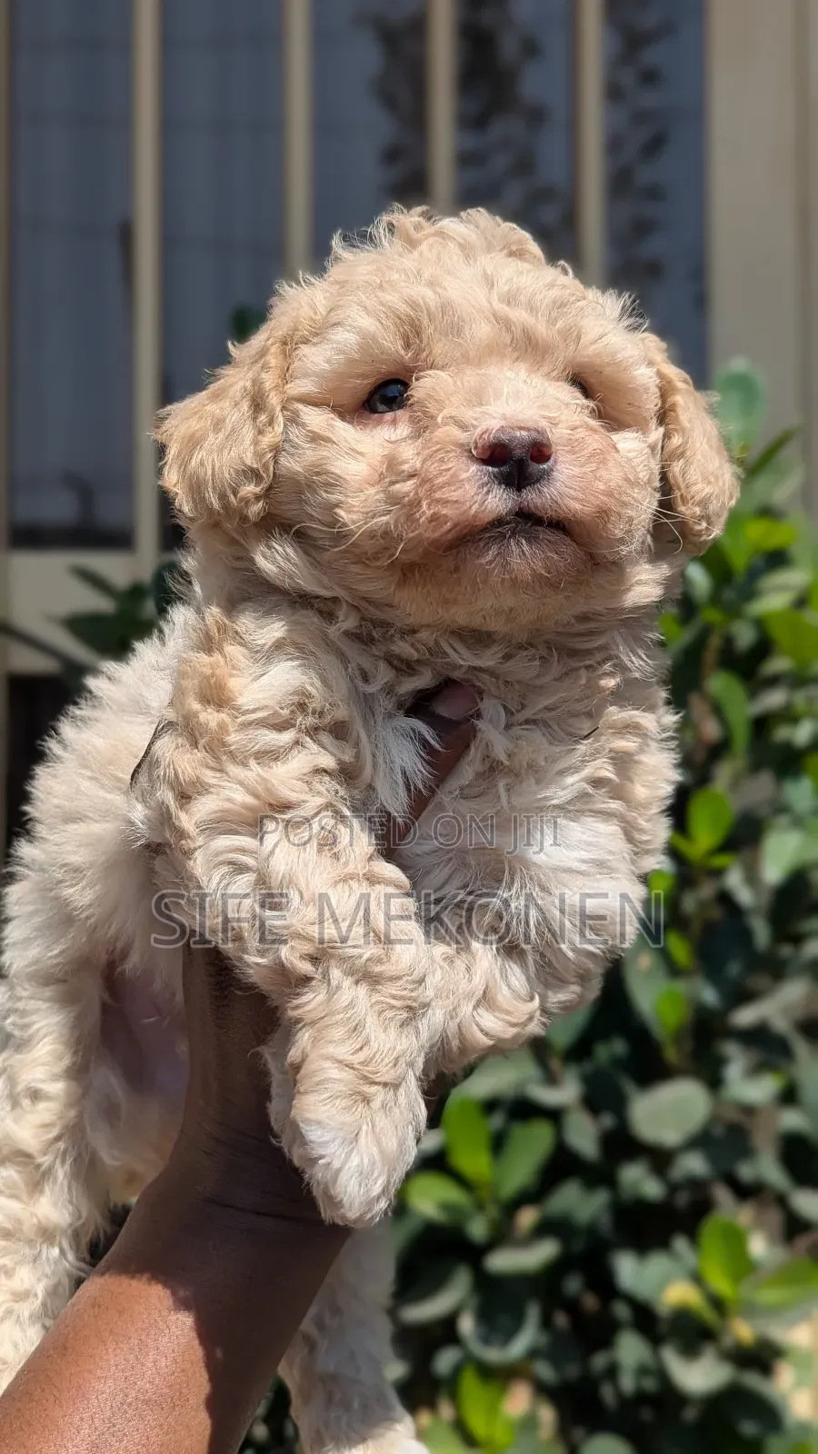 1-3 months Male Purebred Maltese