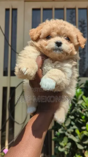 1-3 months Male Purebred Maltese