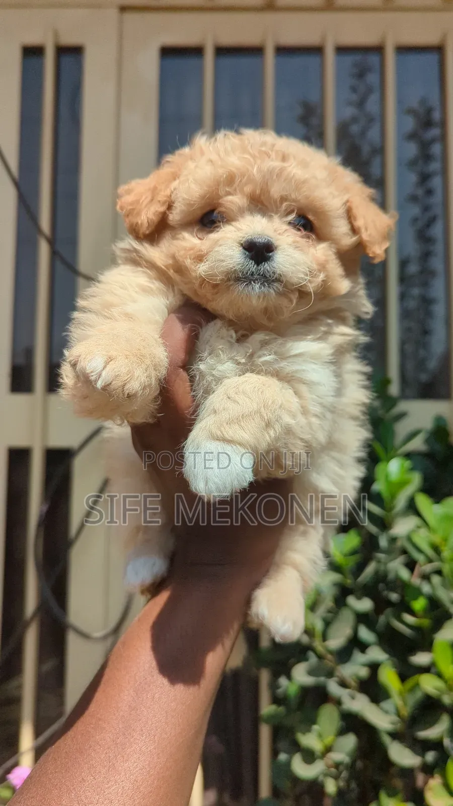 1-3 months Male Purebred Maltese