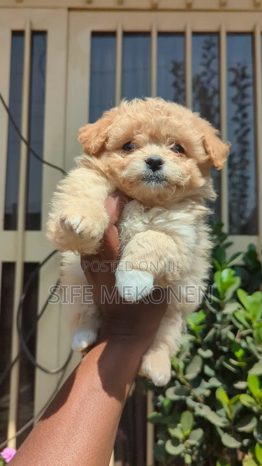 1-3 months Male Purebred Maltese