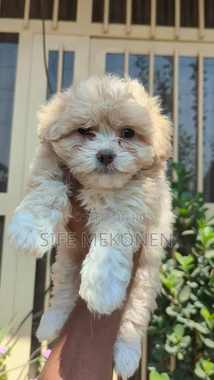 Photo - 1-3 months Male Purebred Maltese