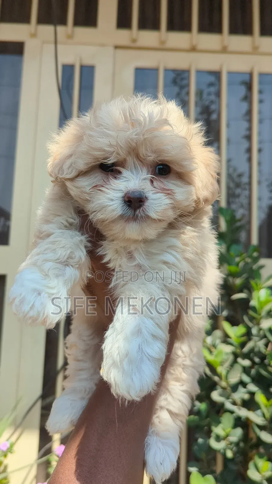 1-3 months Male Purebred Maltese