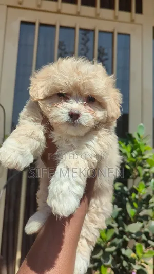 1-3 months Male Purebred Maltese