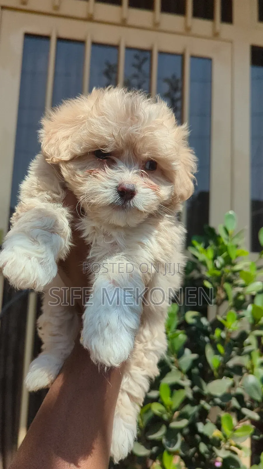 1-3 months Male Purebred Maltese