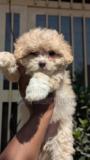 Photo - 1-3 months Male Purebred Maltese