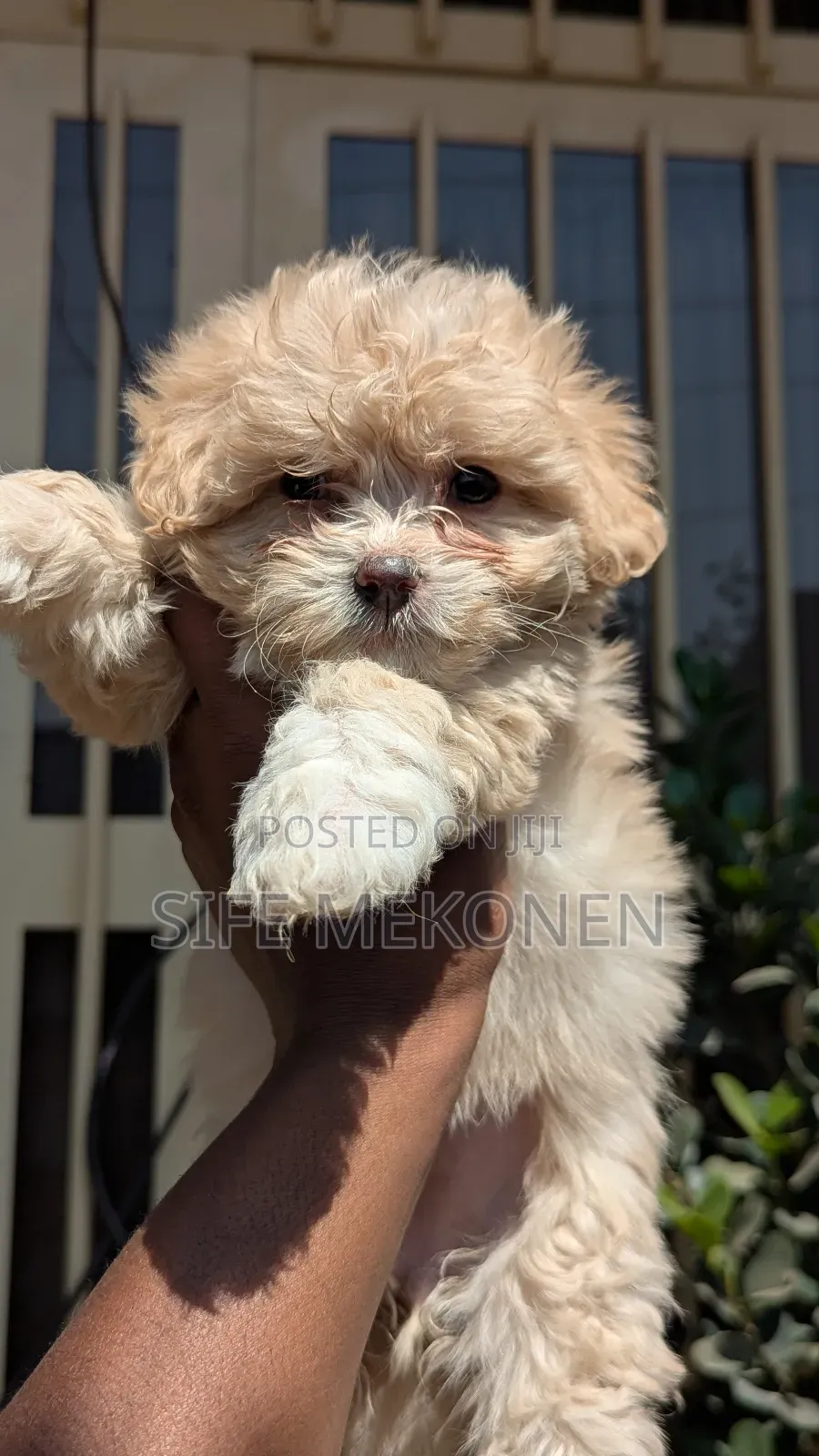 1-3 months Male Purebred Maltese